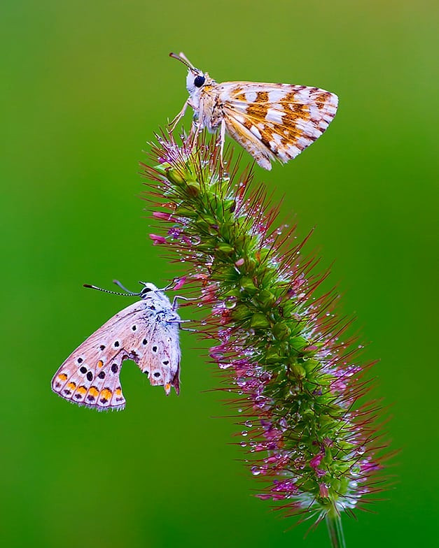 عکاسی ماکرو