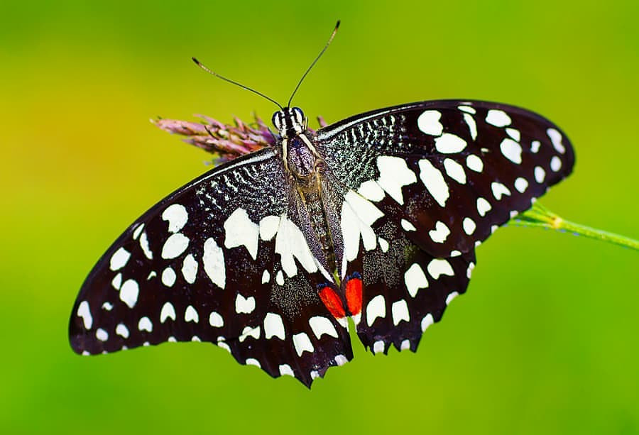 عکاسی ماکرو